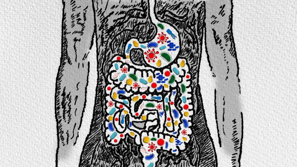 Dieta, microbiota y fiebre